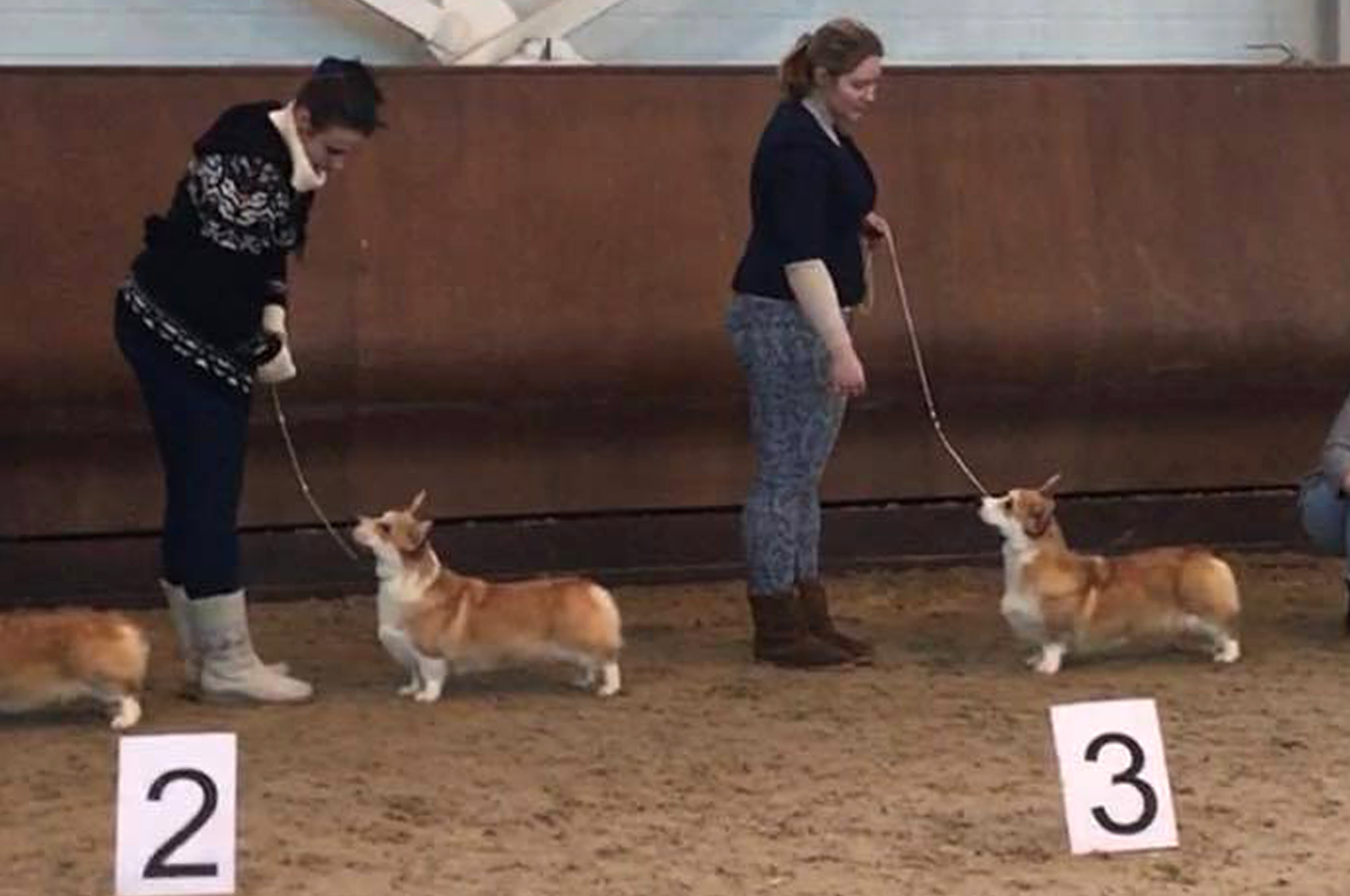 Слева Loredge Amberynlea's Inspiration (5 место), справа Loredge And Winner Take It All At Linvud (4е место ЮСС)