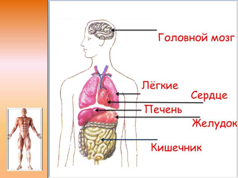 Строение человека внутренние органы фото с надписями 4 класс