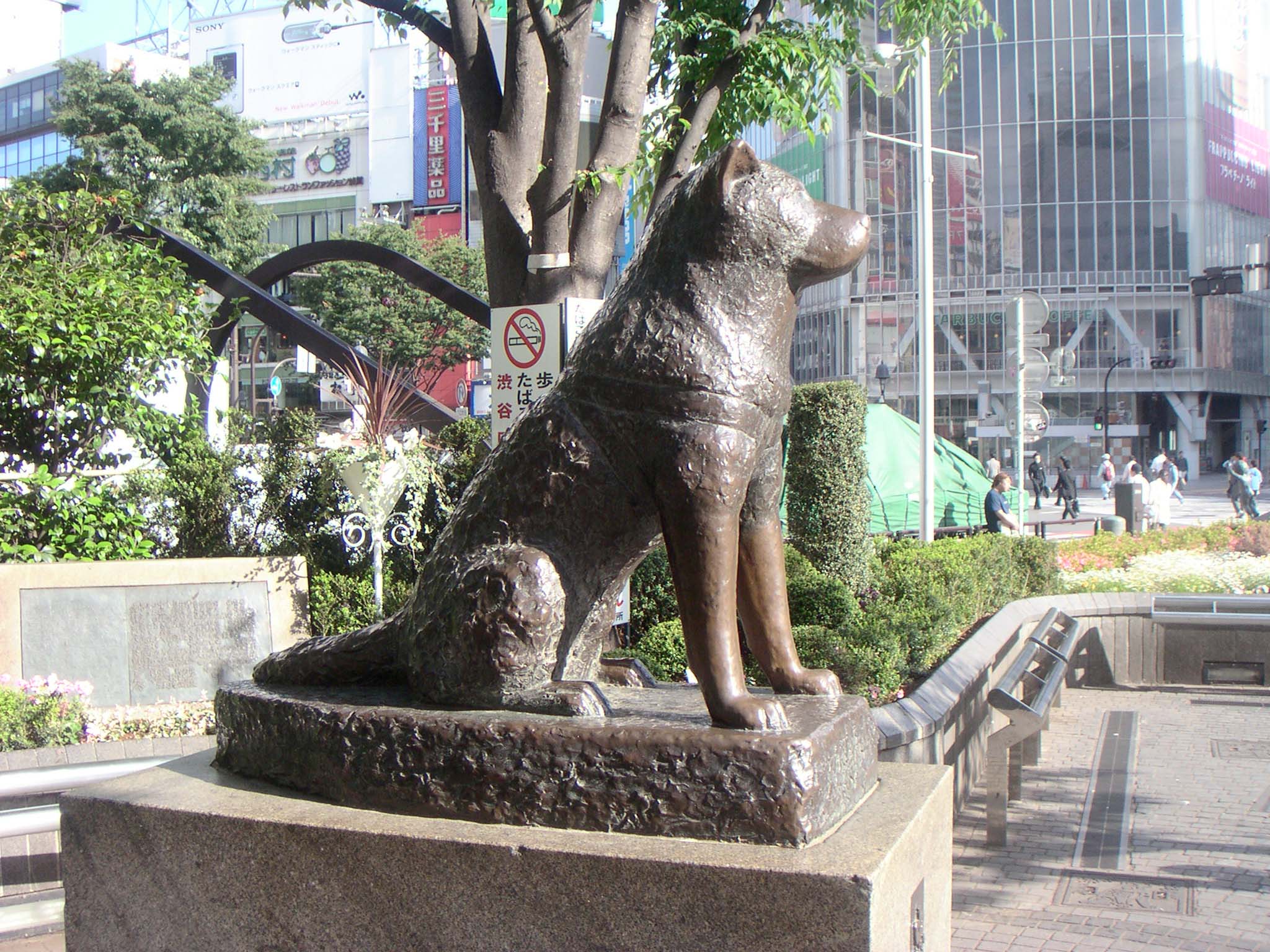 hachiko-statue-themost-loyal-dog-in-worl