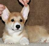 2 мес вельш корги пемброк, Loredge Agent Good Luck, питомник Лоредж