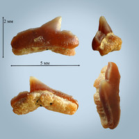 Palaeogaleus cf. faujasi, задний, маастрихт