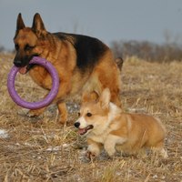 питомник Лоредж