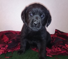 щенок лабрадору купить