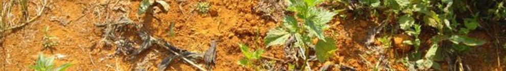 двухвалентное железо