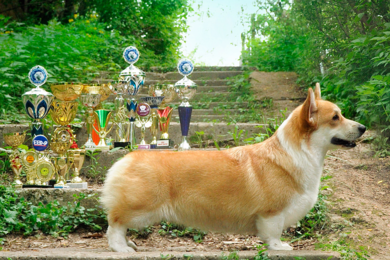 Лоредж, питомник Лоредж, Loredge