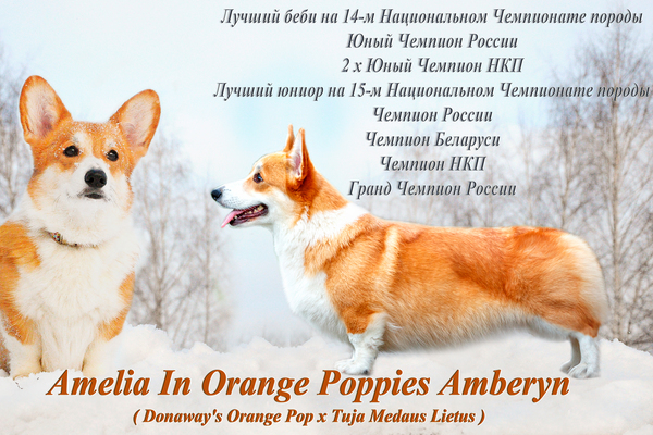 Amelia In Orange Poppies Amberyn, Лоредж, питомник Лоредж, Loredge, питомник Loredge