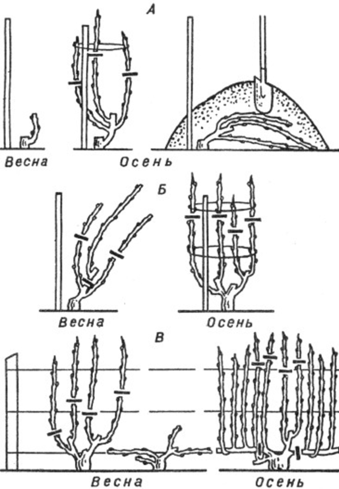 Обрезка винограда по системе гюйо схема