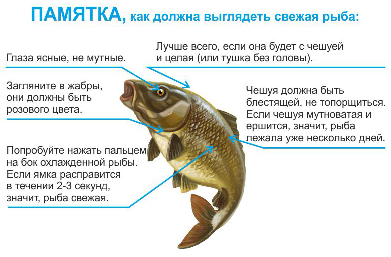 Какая должна быть рыба. Признаки качества рыбы. Как определить свежесть рыбы. Определение качества рыбы. Признаки свежей рыбы.