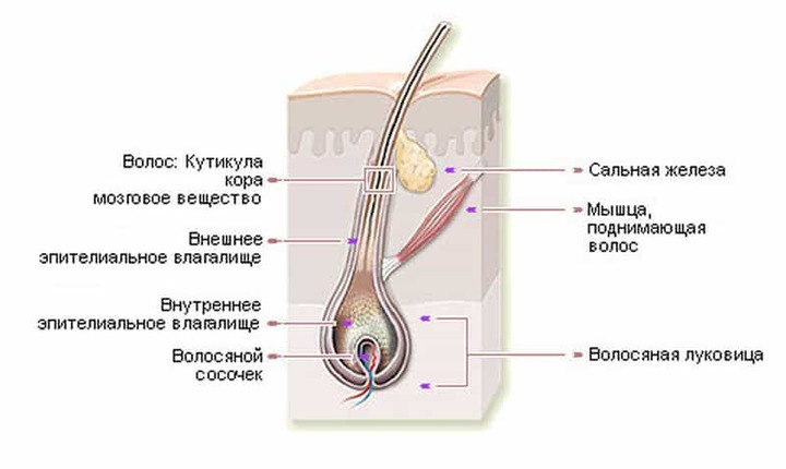 Анатомия волоса